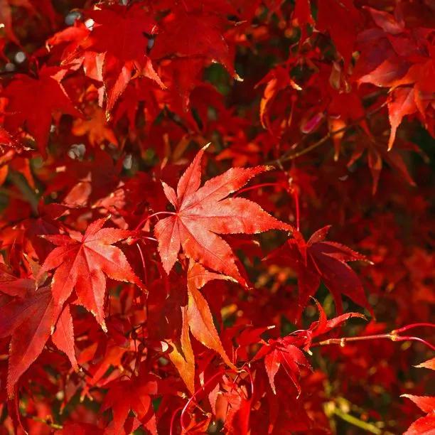 Maple Red (Acer rubrum) hedging 1